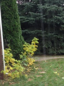 evergreen next door...