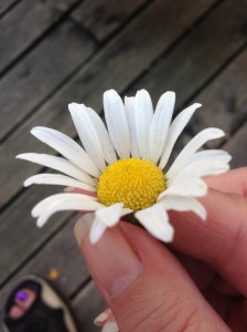 flower from the garden last year on Sept 30...