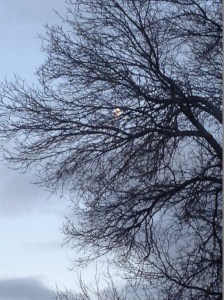 moon through the bare branches of the tree next door...