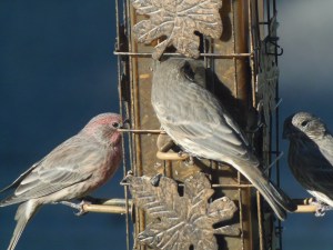 purple finches at the front feeder...