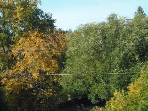 trees n their fall colours...