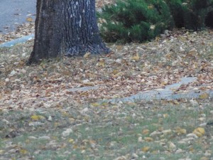 leaves on the ground...