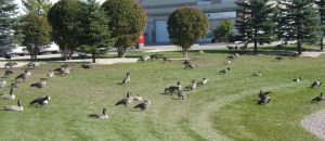 geese on the grass...