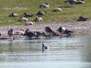 geese at the edge and in the water...