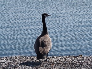 surveying the area...