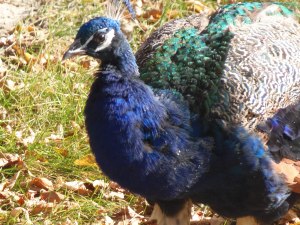 peacocks were everywhere, most of them having molted and having very few tail feathers...