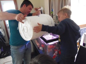 pouring the fish into their winter home...