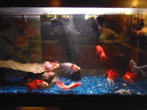 fish in the winter condo...