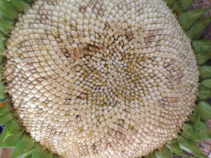 sunflower head drying out in the kitchen...
