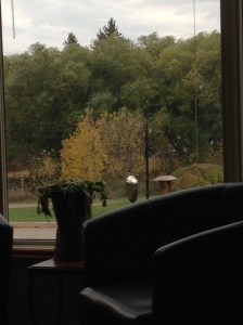 trees from the living room couch...