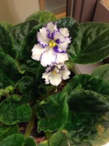 African Violet blooming...