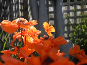poppies in the garden...