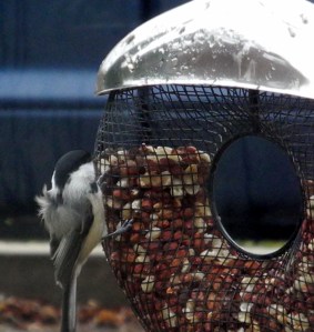 chickadee working to get the seed...