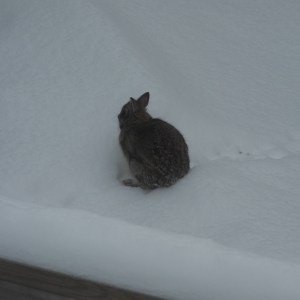 bunny whose been visiting the garden...
