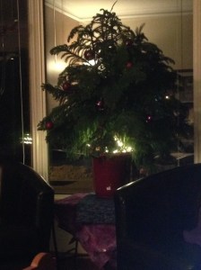 lights in the base of the Norfolk pine...