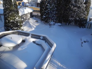 bunny tracks through the garden...