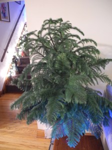 Norfolk pine in its new home...