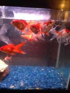 fish looking for food...