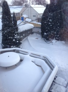 snowy back yard...