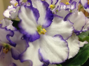 violets close up...