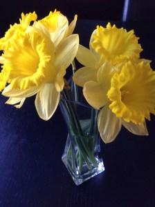 daffodils from a friend...