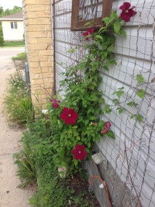 many blooms on the clematis this morning...