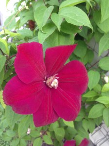 great close up... took these before I even got into the car, lol...