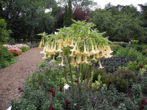 datura, also known as Angel's Trumpet...