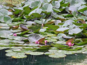 water lilies in Leo Mol garden...