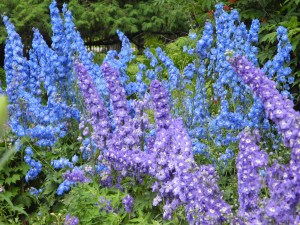 delphiniums in main garden...
