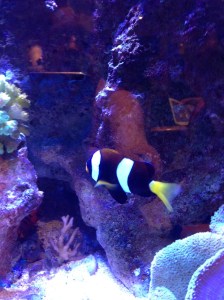 salt water tank at restaurant...