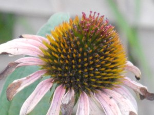 purple cone flower...