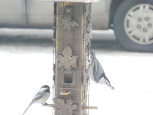 nuthatch and a chickadee at the feeder...