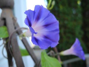 morning glories...