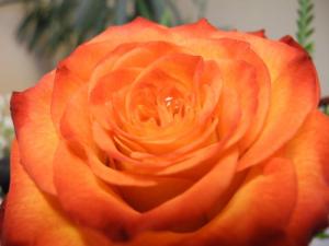 orange rose...
