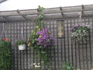 new baskets hanging...