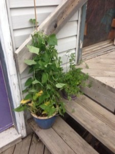 morning glory and parsley...