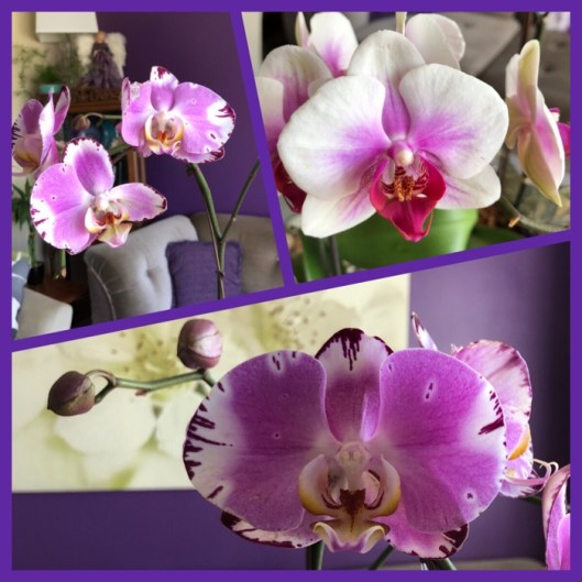 orchids