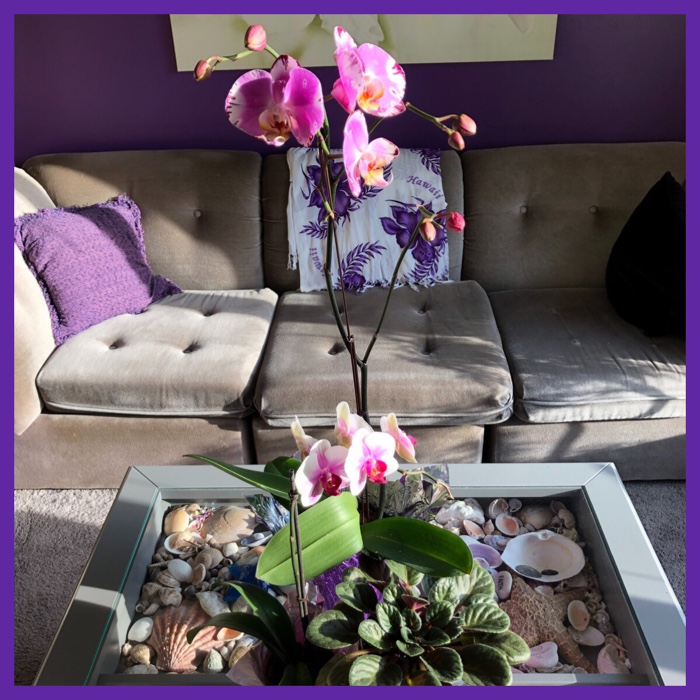 two purple orchids on living room coffee table